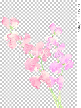 Sweet pea Sweet pea 39435151