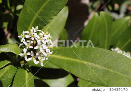 ミヤマシキミ 39435170