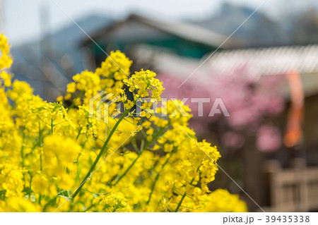 菜の花と民家 菜の花と民家 39435338