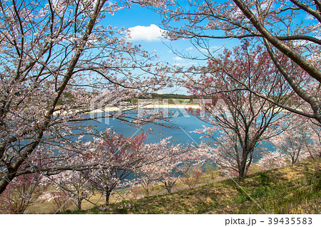 千葉県長生郡長柄町長柄ダムの桜 39435583