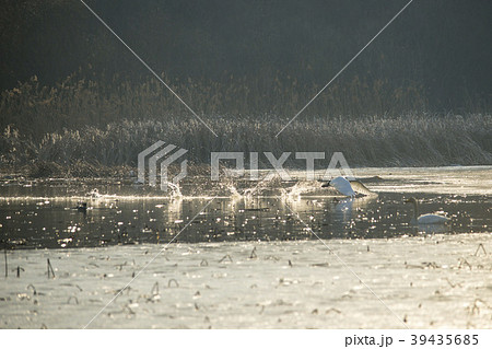 白鳥 鳥 慶安川 39435685