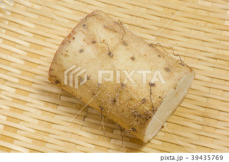 ナガイモ ナガイモ 39435769