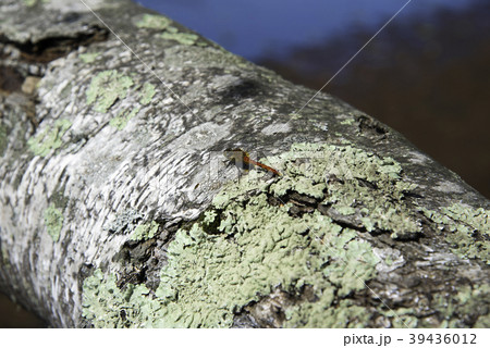 夏茜　赤とんぼ 39436012