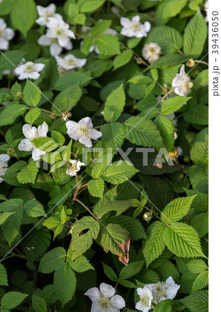 早稲いちご 早稲いちご 39436050