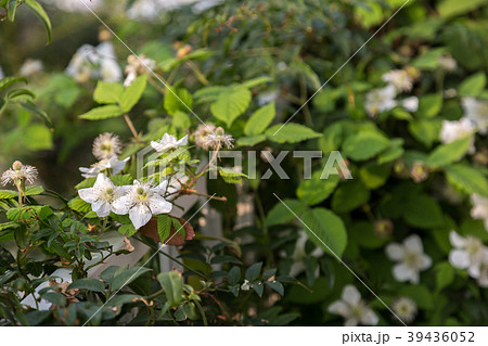 早稲いちご 早稲いちご 39436052