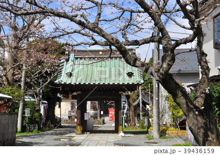 鎌倉　妙隆寺山門と桜 39436159