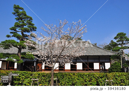 掛川城 掛川城御殿と満開桜と青空 掛川城 掛川城御殿と満開桜と青空 39436180