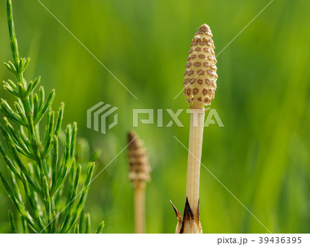 春の野原の土筆 39436395