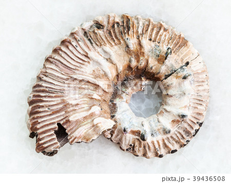 Ammonite fossil on white marble 39436508