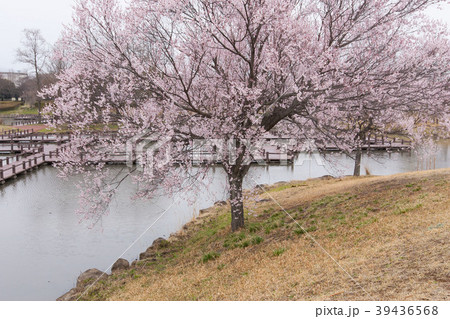 桜景色 桜景色 39436568