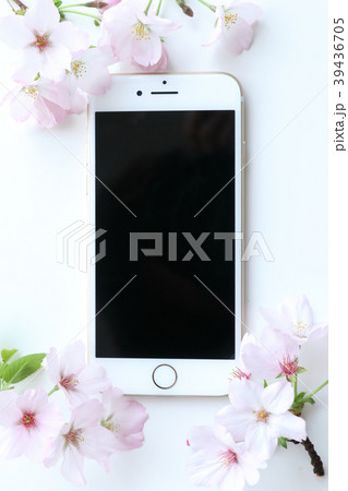 サクラとスマホ 39436705