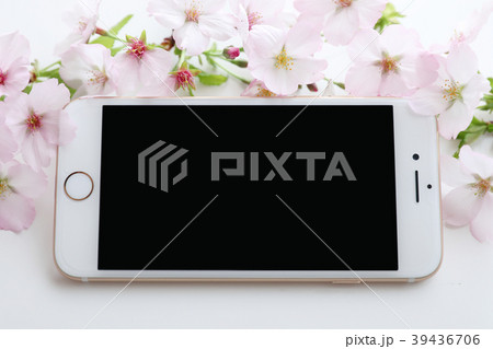 サクラとスマホ 39436706