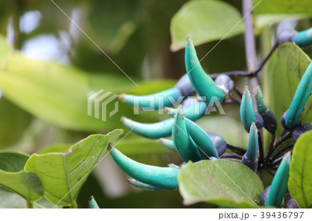 ヒスイカズラ 39436797