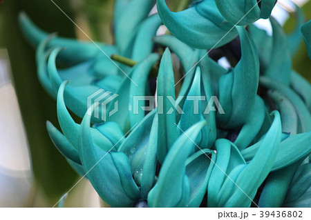 ヒスイカズラ 39436802