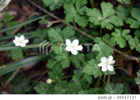 山の花 39437137