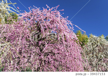 愛知県名古屋市 農業センターのしだれ梅の写真素材