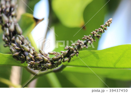 ヒスイカズラの蕾 39437450