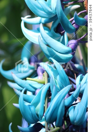 ヒスイカズラ ヒスイカズラ 39437644