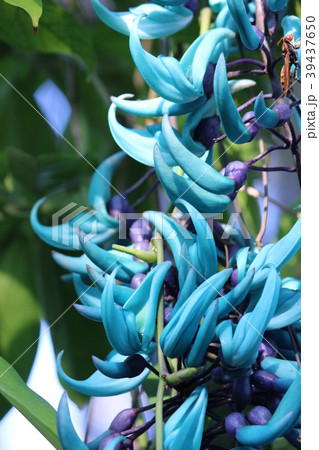 ヒスイカズラ 39437650