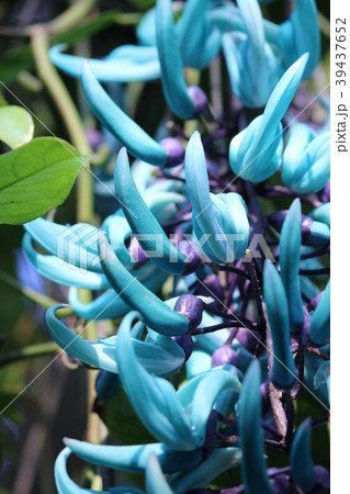 ヒスイカズラ 39437652