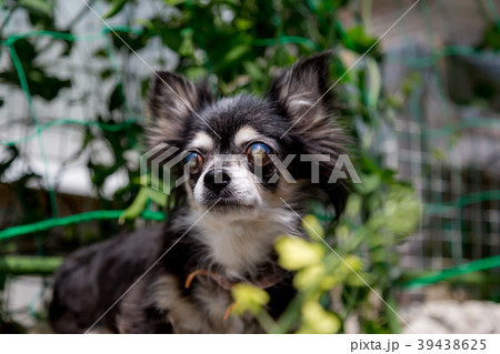 シニア犬　チワワ 39438625