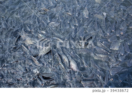 Swimming Pool, Thailand, Fish Farm, Agriculture 39438672