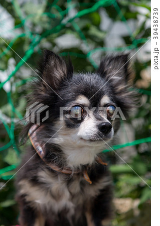 シニア犬 チワワ シニア犬 チワワ 39438739