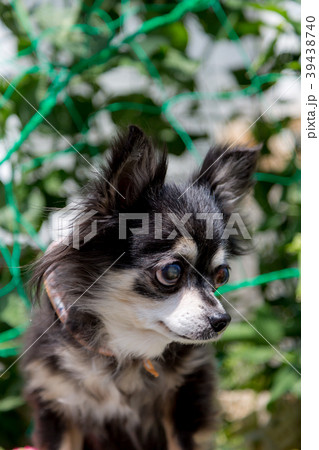 シニア犬 チワワ シニア犬 チワワ 39438740