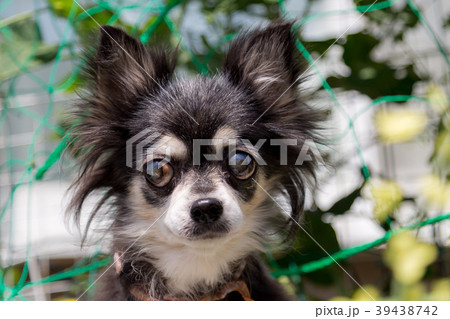 シニア犬 チワワの写真素材 [39438742] - PIXTA