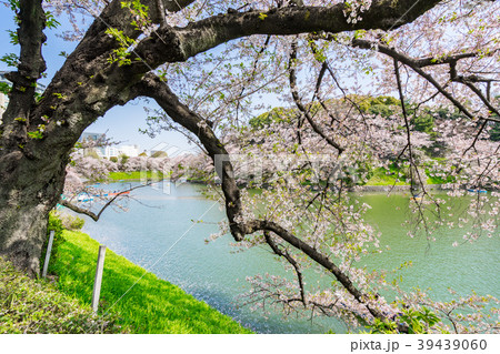 【東京都】桜満開 【東京都】桜満開 39439060