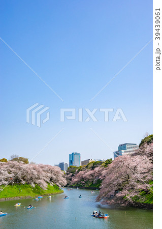 【東京都】桜満開 39439061