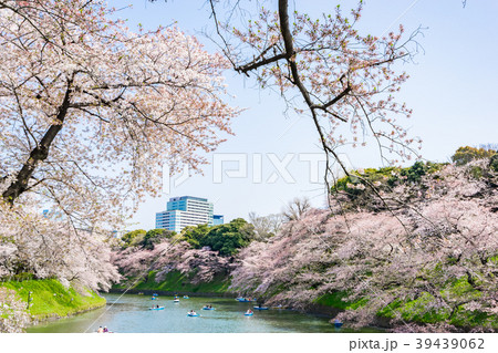 【東京都】桜満開 【東京都】桜満開 39439062