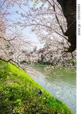 【東京都】桜満開 39439064