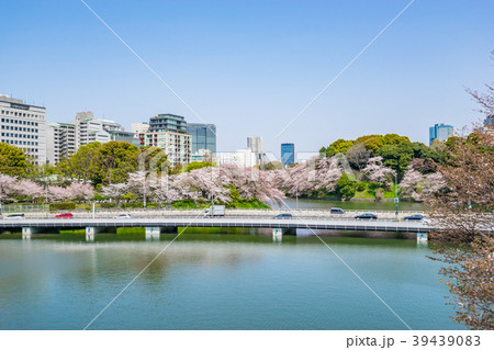 【東京都】桜満開 【東京都】桜満開 39439083