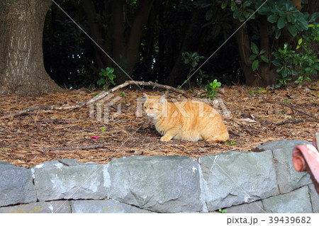 公園の野良猫 39439682