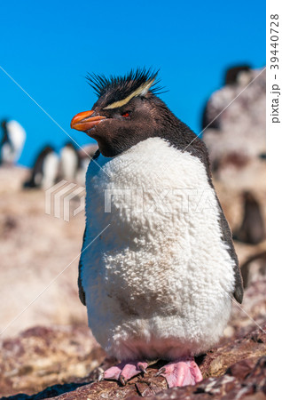 Rockhopper penguin, Patagonia, Argentina 39440728