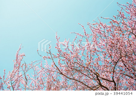Blossoming sakura and blue sky. Blossoming sakura and blue sky. 39441054