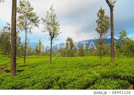 green tea plantations high in the mountains green tea plantations high in the mountains 39441120