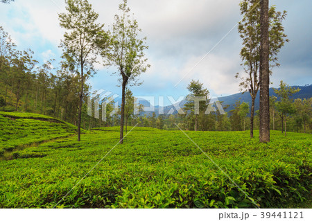 green tea plantations high in the mountains 39441121