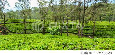 green tea plantations high in the mountains green tea plantations high in the mountains 39441123