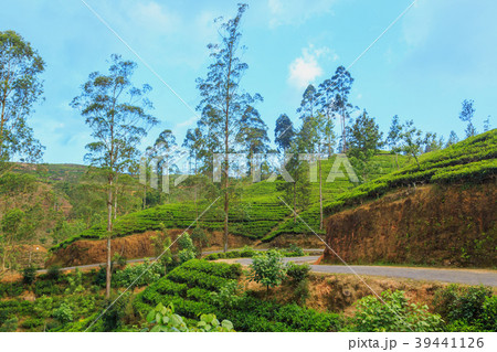green tea plantations high in the mountains green tea plantations high in the mountains 39441126
