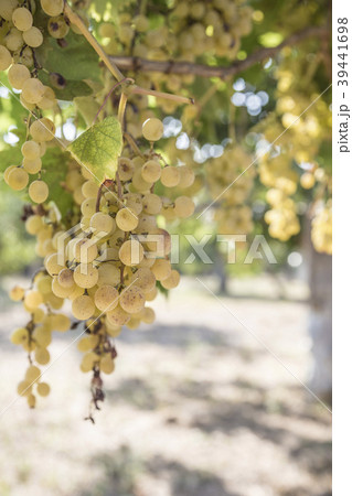 ripe white grapes in a vineyard 39441698