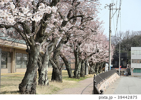 三国風景 みくに文化未来館の桜（福井県 坂井市 三国町） 39442875