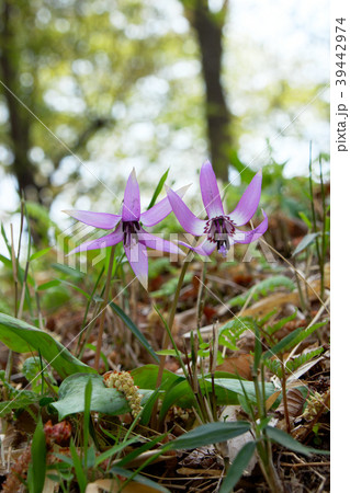 カタクリの花　清水山の森 39442974