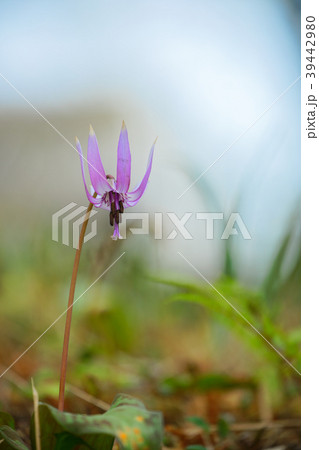 カタクリの花 清水山の森 カタクリの花 清水山の森 39442980