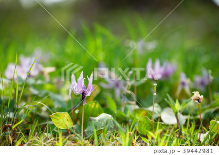 カタクリの花 清水山の森 カタクリの花 清水山の森 39442981