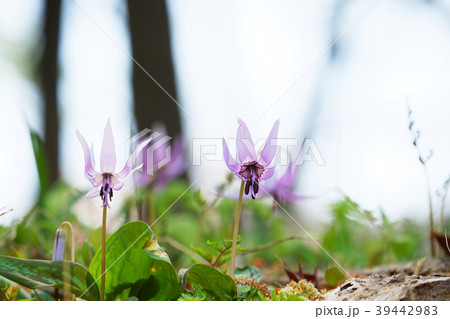 カタクリの花 清水山の森 カタクリの花 清水山の森 39442983