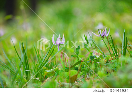 カタクリの花 清水山の森 カタクリの花 清水山の森 39442984