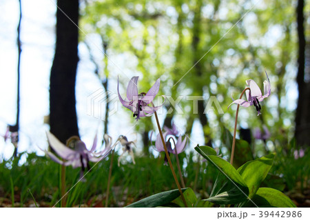 カタクリの花 清水山の森 カタクリの花 清水山の森 39442986