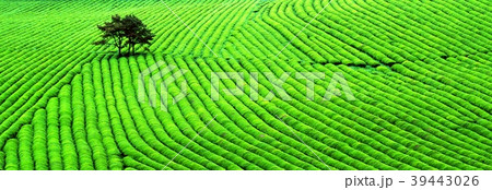 緑茶 緑茶畑 自然の風景 39443026